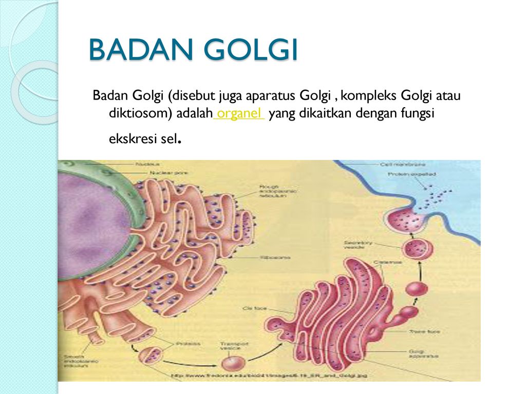 Detail Gambar Badan Golgi Nomer 35