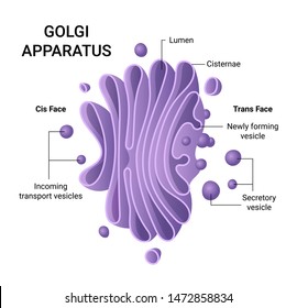 Detail Gambar Badan Golgi Nomer 41