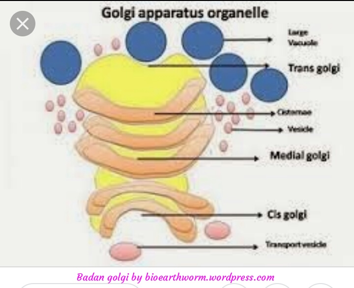 Detail Gambar Badan Golgi Nomer 43