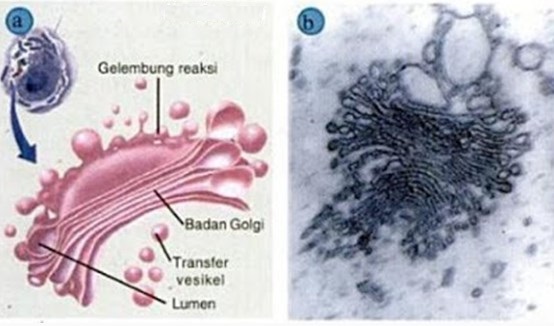 Detail Gambar Badan Golgi Nomer 44