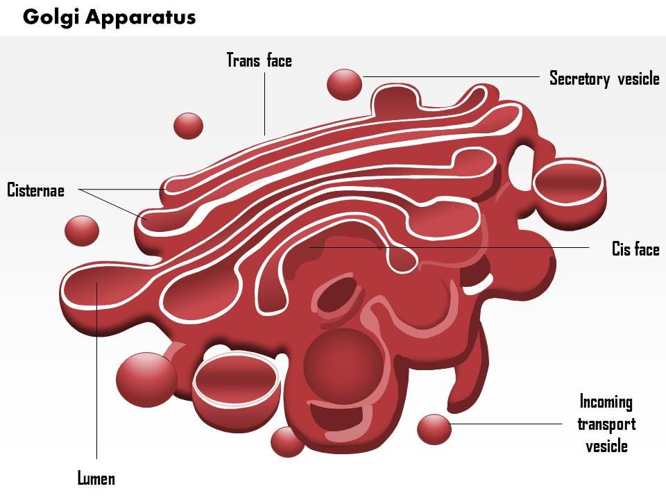 Detail Gambar Badan Golgi Nomer 6