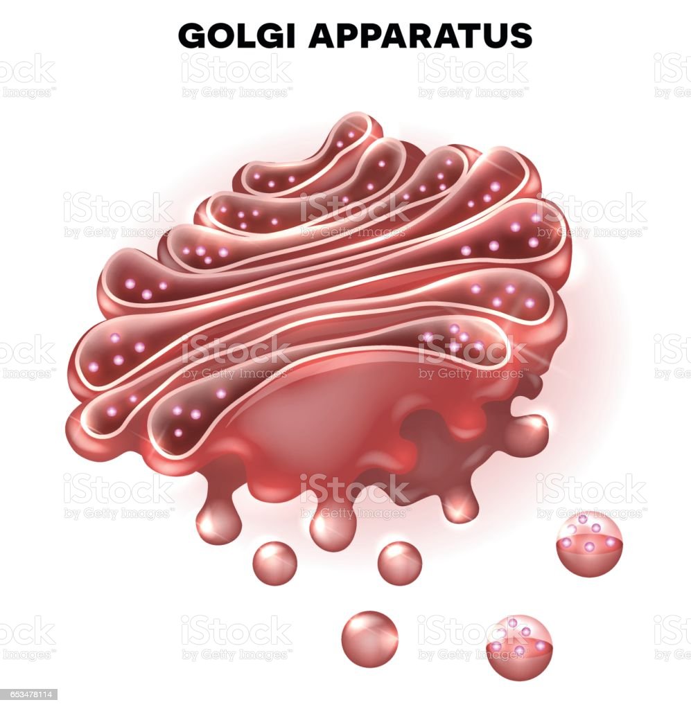 Detail Gambar Badan Golgi Nomer 54