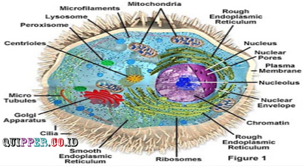 Detail Gambar Badan Mikro Nomer 34