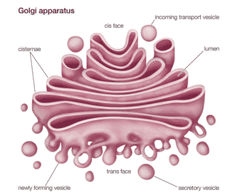 Detail Gambar Badan Mikro Nomer 52