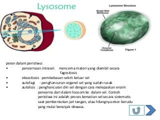 Detail Gambar Badan Mikro Nomer 53