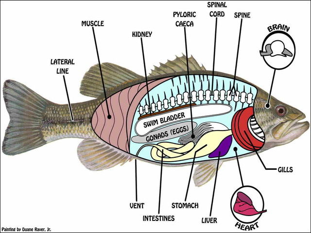 Detail Gambar Bagan Ikan Nomer 20