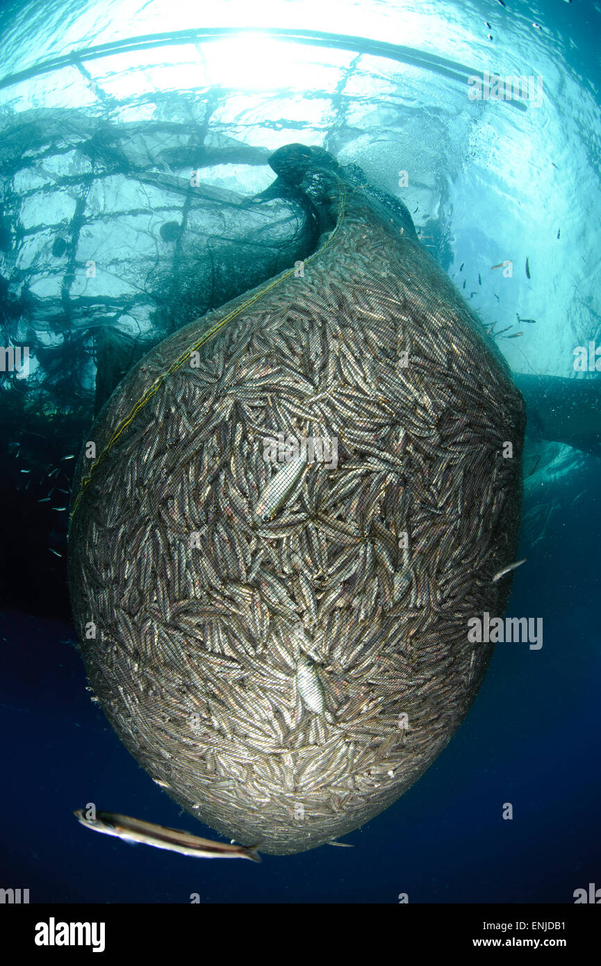 Detail Gambar Bagan Ikan Nomer 35