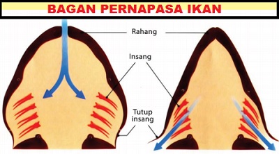 Detail Gambar Bagan Ikan Nomer 39