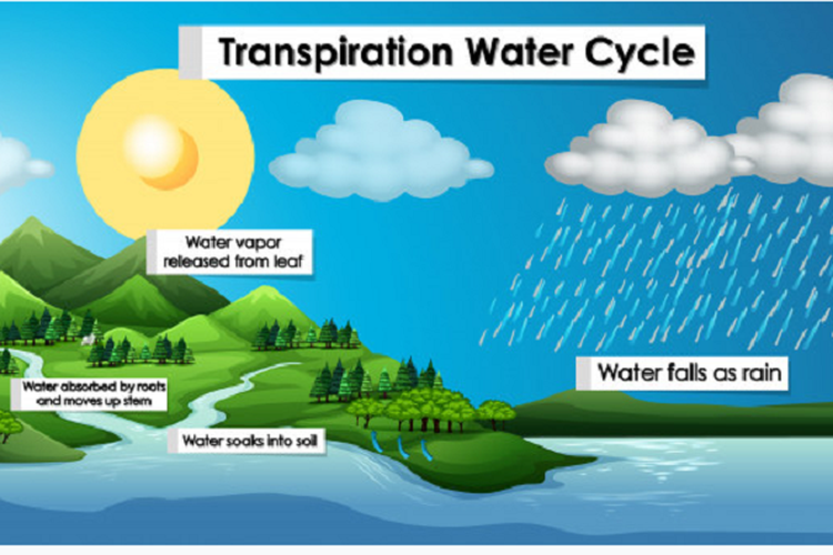 Detail Gambar Bagan Siklus Air Nomer 55