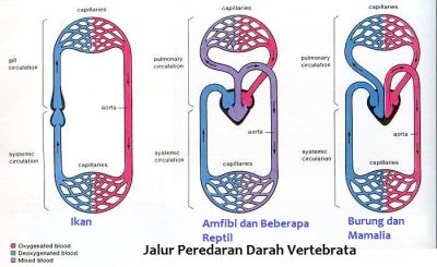 Detail Gambar Bagan Sistem Peredaran Darah Mamalia Nomer 12