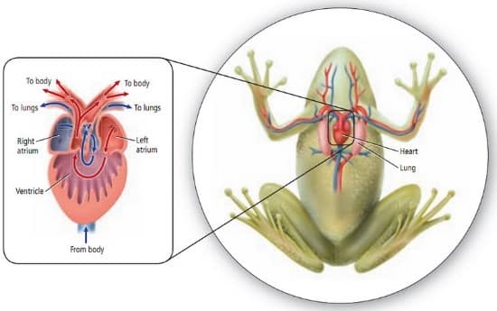 Detail Gambar Bagan Sistem Peredaran Darah Mamalia Nomer 15