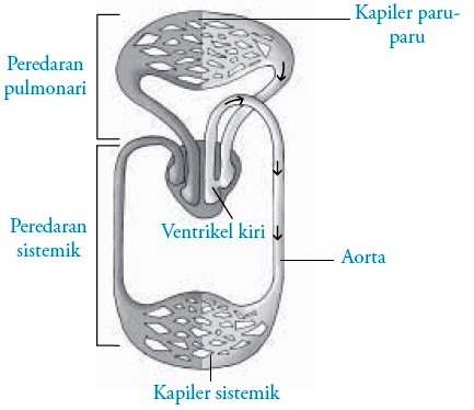 Detail Gambar Bagan Sistem Peredaran Darah Mamalia Nomer 19