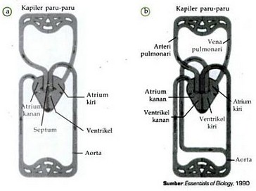 Detail Gambar Bagan Sistem Peredaran Darah Mamalia Nomer 30