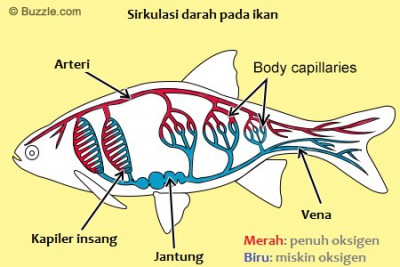 Detail Gambar Bagan Sistem Peredaran Darah Mamalia Nomer 33