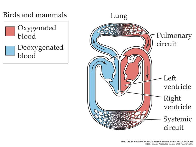 Detail Gambar Bagan Sistem Peredaran Darah Mamalia Nomer 34