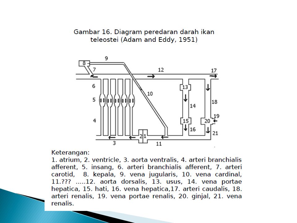 Detail Gambar Bagan Sistem Peredaran Darah Mamalia Nomer 44