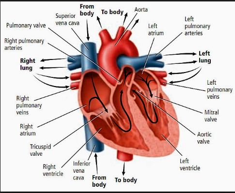 Detail Gambar Bagan Sistem Peredaran Darah Mamalia Nomer 48
