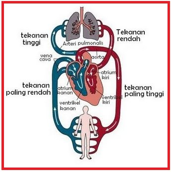 Detail Gambar Bagan Sistem Peredaran Darah Mamalia Nomer 51