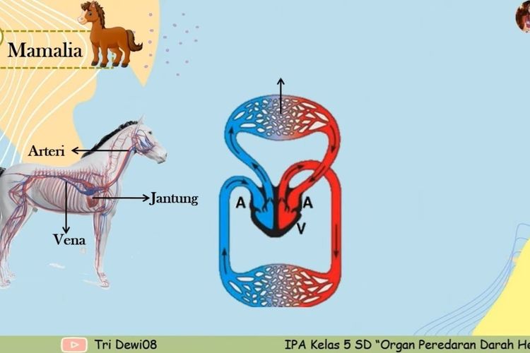 Detail Gambar Bagan Sistem Peredaran Darah Mamalia Nomer 7