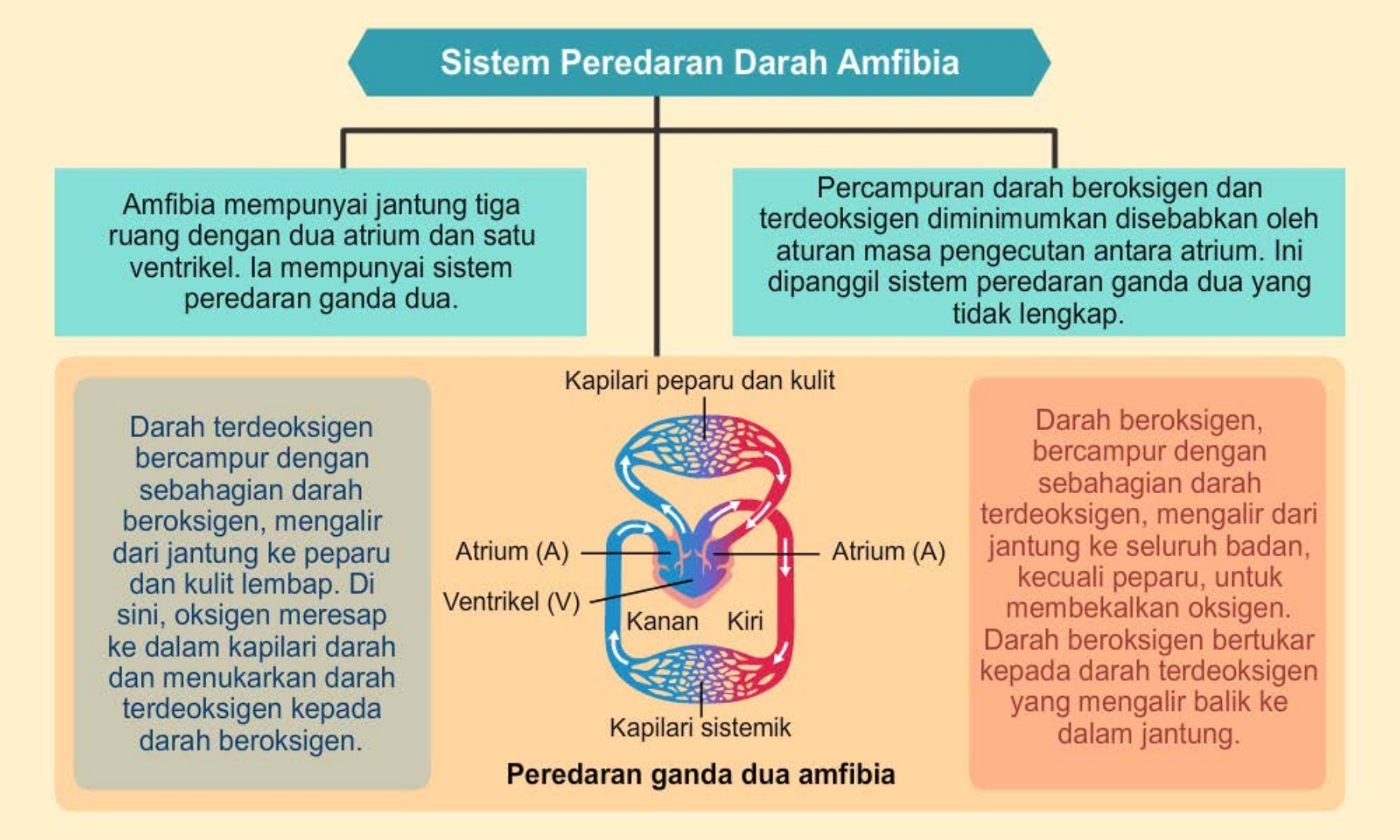 Detail Gambar Bagan Sistem Peredaran Darah Mamalia Nomer 9