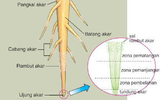 Download Gambar Bagian Akar Nomer 1