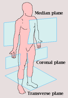 Detail Gambar Bagian Anterior Dan Posterior Nomer 16