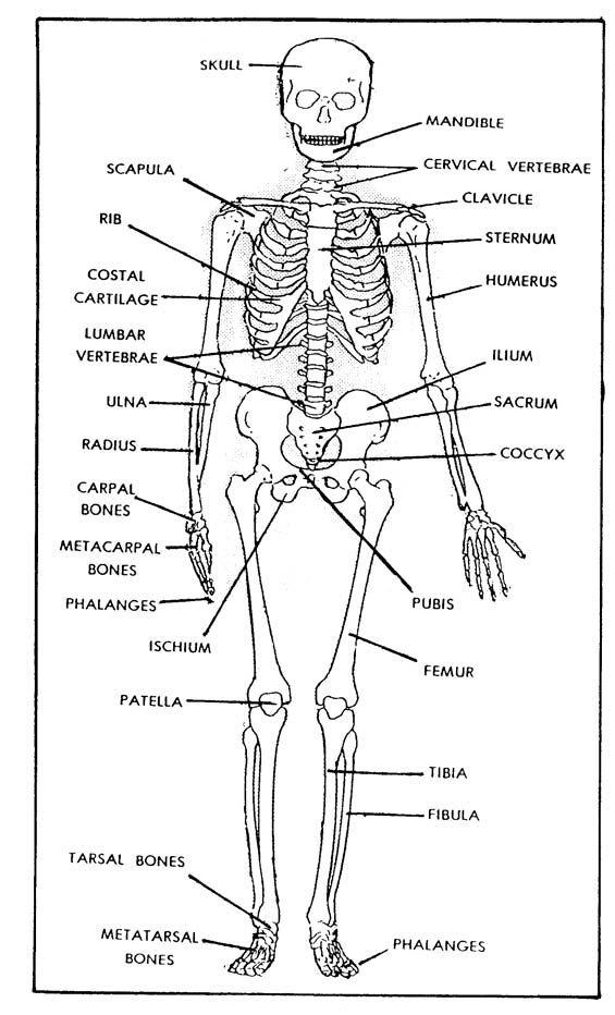 detail-gambar-bagian-anterior-dan-posterior-koleksi-nomer-20