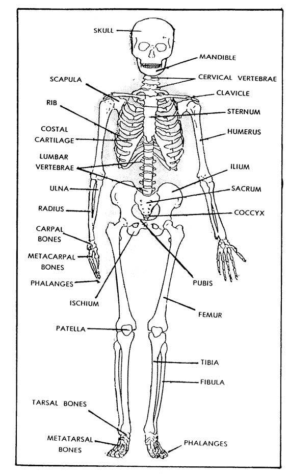 Detail Gambar Bagian Anterior Dan Posterior Nomer 20