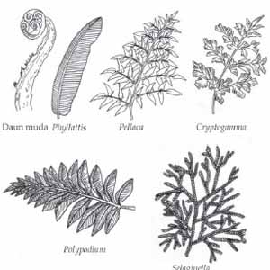 Detail Gambar Bagian Atas Daun Tumbuhan Paku Nomer 19