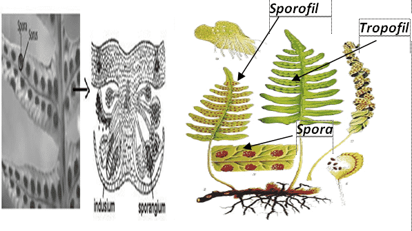 Detail Gambar Bagian Atas Daun Tumbuhan Paku Nomer 37