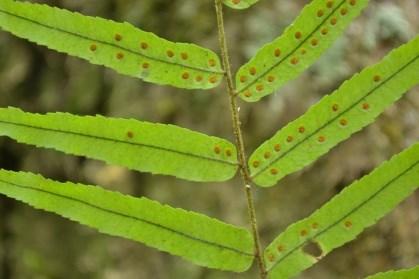 Detail Gambar Bagian Atas Daun Tumbuhan Paku Nomer 47