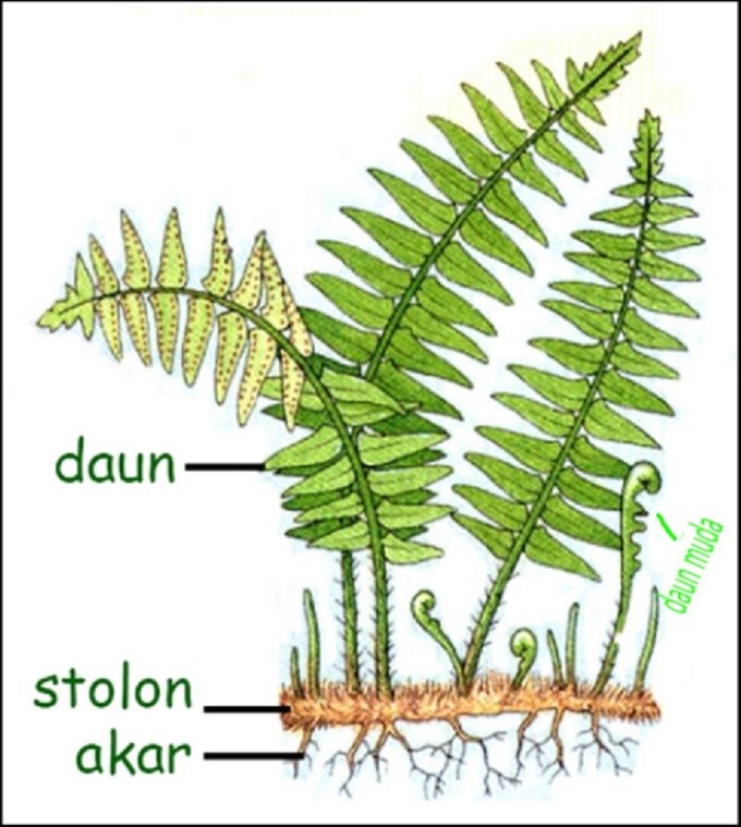 Detail Gambar Bagian Atas Daun Tumbuhan Paku Nomer 52