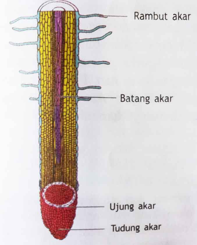 Detail Gambar Bagian Bagian Akar Nomer 20