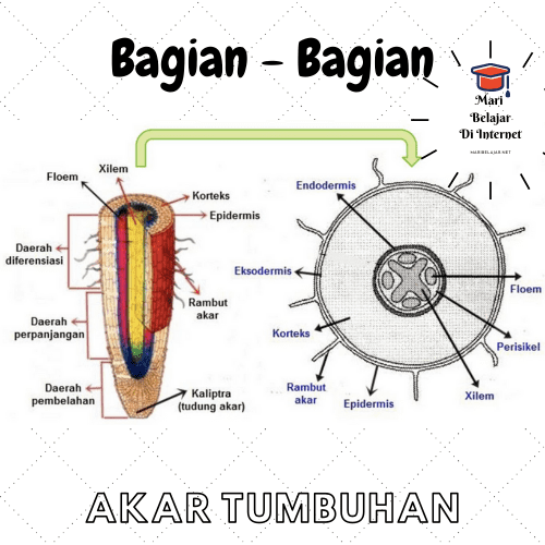 Detail Gambar Bagian Bagian Akar Nomer 4