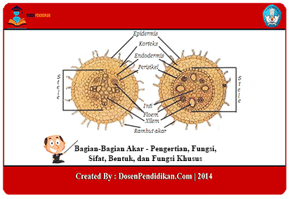 Detail Gambar Bagian Bagian Akar Nomer 34