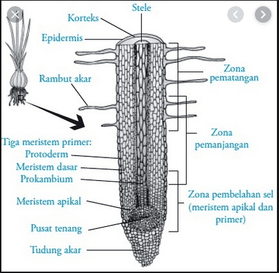 Detail Gambar Bagian Bagian Akar Nomer 5