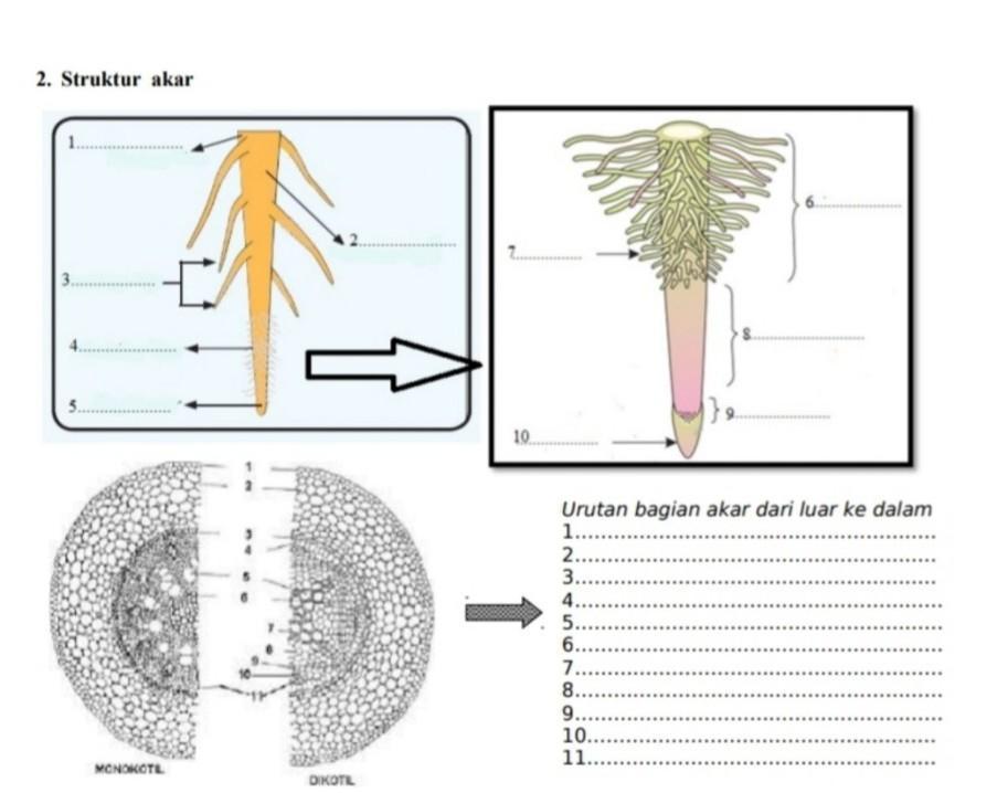 Detail Gambar Bagian Bagian Akar Nomer 49
