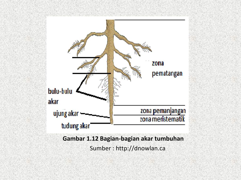 Detail Gambar Bagian Bagian Akar Nomer 53