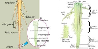 Detail Gambar Bagian Bagian Akar Nomer 10