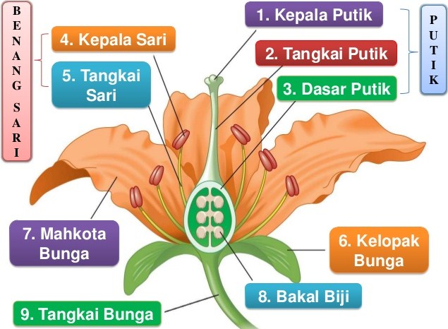 Detail Gambar Bagian Bagian Bunga Bakung Nomer 11