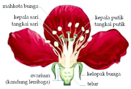 Detail Gambar Bagian Bagian Bunga Bakung Nomer 4