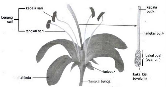 Detail Gambar Bagian Bagian Bunga Dan Fungsinya Nomer 28