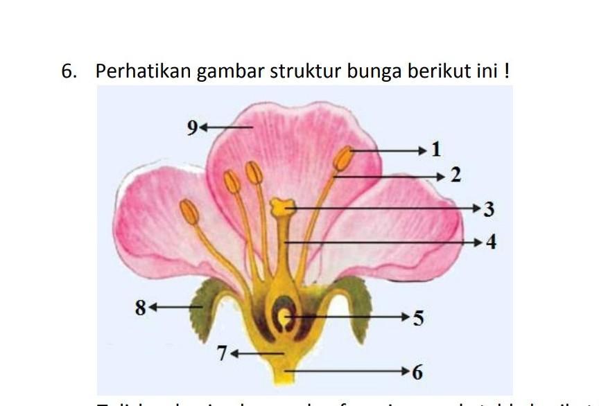 Detail Gambar Bagian Bagian Bunga Dan Fungsinya Nomer 29