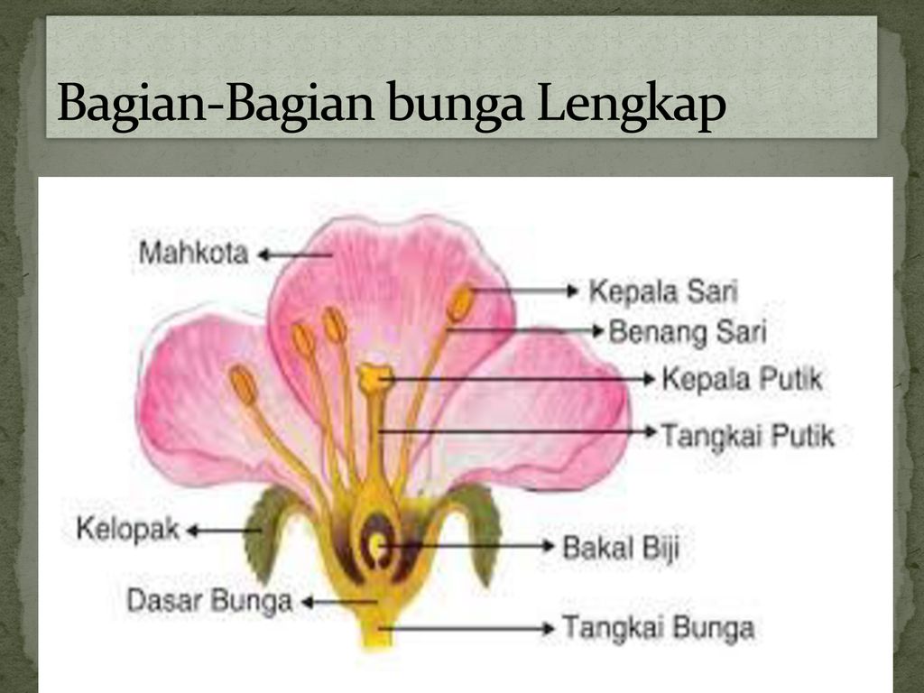 Detail Gambar Bagian Bagian Bunga Dan Fungsinya Nomer 40