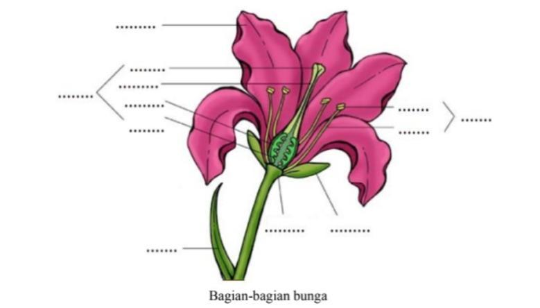 Detail Gambar Bagian Bagian Bunga Dan Fungsinya Nomer 49