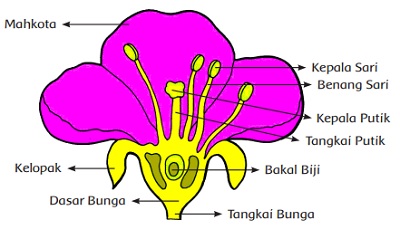 Detail Gambar Bagian Bagian Bunga Lengkap Nomer 2