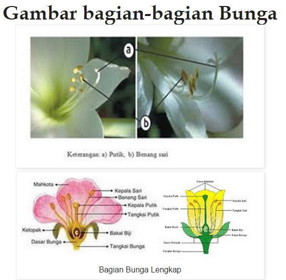 Detail Gambar Bagian Bagian Bunga Lengkap Nomer 45