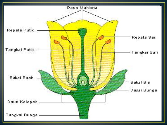 Detail Gambar Bagian Bagian Bunga Lengkap Nomer 50