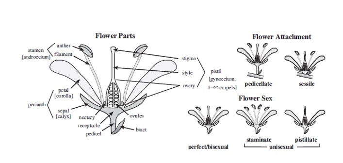 Detail Gambar Bagian Bagian Bunga Pepaya Nomer 11