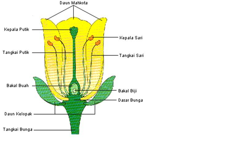 Detail Gambar Bagian Bagian Bunga Pepaya Nomer 3